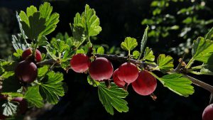 Dieta Montignaca – jak ją stosować?